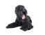 A mature adult Black Russian Terrier liying down with it's tongue out