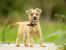 A beautiful little Cairn Terrier puppy, standing tall