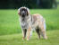 A healthy adult Leonberger with a beautiful, thick coat