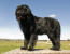 A beautiful, young Newfoundland with a thick, black coat and massive paws