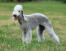 A wonderful Bedlington Terrier, standing tall, showing of it's well groomed coat