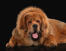 A close up of a Tibetan Mastiff's wonderful, thick coat and giant paws