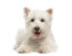 A close up of a West Highland Terrier's typical pink ears and beautiful beady eyes