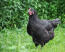 Australorps-Chicken-Black