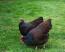 Barnevelder-Chicken-Two-Garden