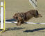 A chocolate Sussex Spaniel succeeding at agility