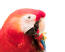 A close up of a Red and Blue Macaw's wonderful white beak