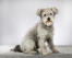 A grey Hungarian  Pumi with lovely curly fur