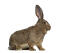 British Giant rabbit against a white background