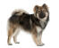 An adult Eurasier with a wonderful thick coat and bushy tail