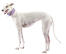 A beautiful white racing Greyhound standing tall