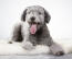 A happy Hungarian Pumi with his tongue out