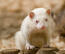 An Albino Ferret's wonderful big claws