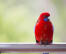 A Crimson Rosella with wonderful, red chest feathers, perched on a window frame