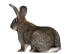 A Flemish Giant rabbit's wonderful fluffy white tail