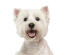 An excited West Highland Terrier panting, waiting for some attention from it's owner
