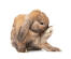 A Dwarf Lop rabbit's incredibly large back feet