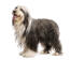 A beautiful young Bearded Collie with a lovely, long, grey and white coat