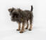 A scruffy little affenpinscher with a lovely wirey coat