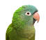 A close up of a Blue Crowned Parakeet's beautiful eyes