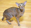 Oriental tabby on a wooden floor looking up