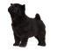 A young black coated Chow Chow puppy standing tall