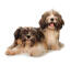 two lovely Havanese puppies lying together