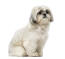 A mature and well mannered little Shih Tzu sitting neatly
