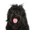 The loyal face of a Portuguese Water Dog with a scruffy hair do