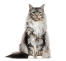 beautiful Maine Coon cat sitting against a white background