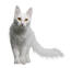 A wonderful white Turkish Angora