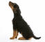 An Airedale Terrier puppy with a wiry dark coat