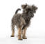 A cute little affenpinscher with a lovely scruffy coat