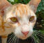 Close up of ginger Arabian Mau cats face