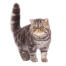 A cute tabby exotic shorthair cat with amber eyes