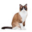 Ayoung snowshoe cat sitting