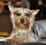 A beautifully groomed Silky Terrier showing off it's pointed ears