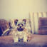 A lovely, little Yorkshire Terrier sitting neatly on the sofa