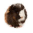 A wonderful little fluffy Abyssinian Guinea Pig