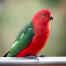 A Australian King Parrot perched, with a lovely, green and red feather pattern