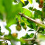 A Vernal Hanging Parrot's lovely, orange beak