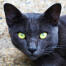 A blue Korat with bright yellow eyes