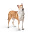 Smooth-Collie-On-White-Background