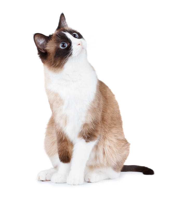 Snowshoe Cats Breed Information Omlet