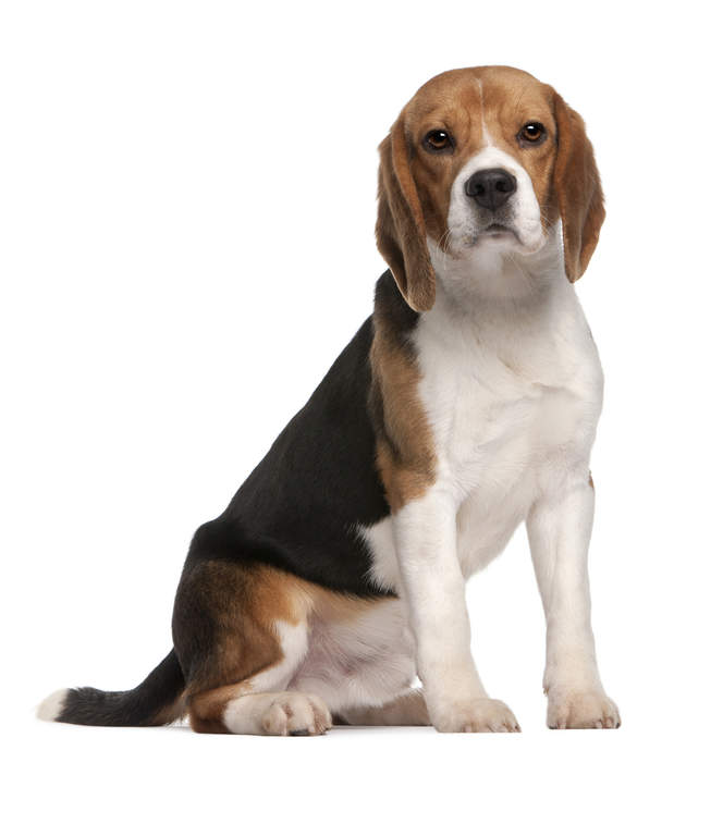 Beagle Dogs Dog Breeds