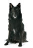 Belgian Shepherd Dog (Groenendael)