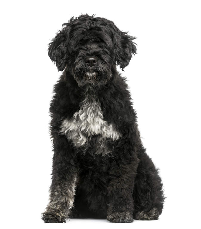 Portuguese Water Dog