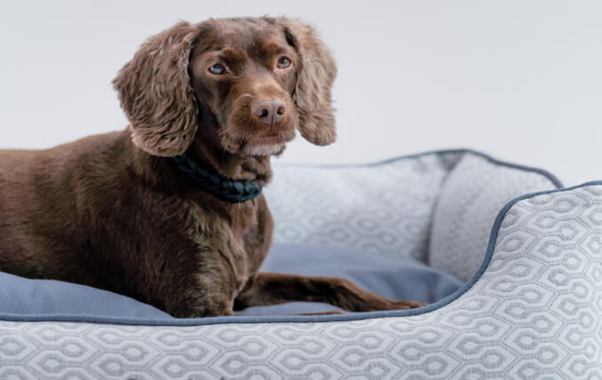 Ein Miniatur-Retriever liegt auf dem eleganten und tragbaren Hundenest von Omlet
