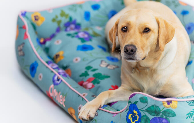 White Frenchie burrowing in a stylish designer Omlet Nest Dog Bed