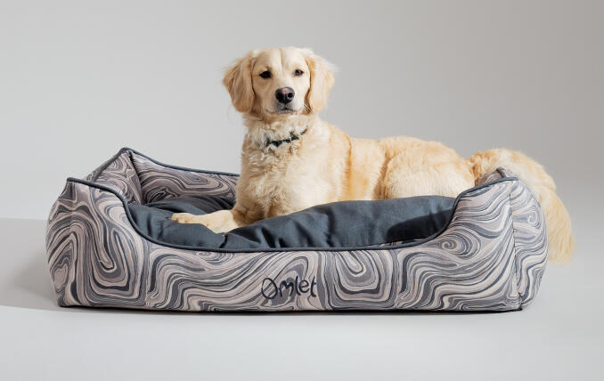 Ein Miniatur-Retriever liegt auf dem eleganten und tragbaren Hundenest von Omlet
